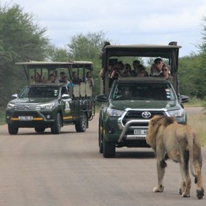 KM Tours | Kruger Park Half Day Game Drive & Quad Biking For 1