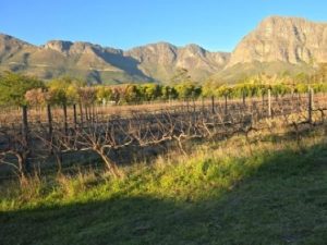 Mellasat Vineyards | Stunning Two Course Meal for 2 With a Bottle of Wine