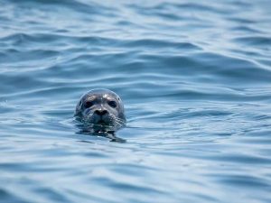 TK Promotions | 90 Min Penguin Giant Paddle Board Experience with a Guide for 4 People