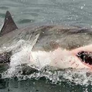 White Shark Divers | Experience Shark Cage Diving for 2 Incl Breakfast, Snacks, Light Lunch and all Dive Gear. (Copy)